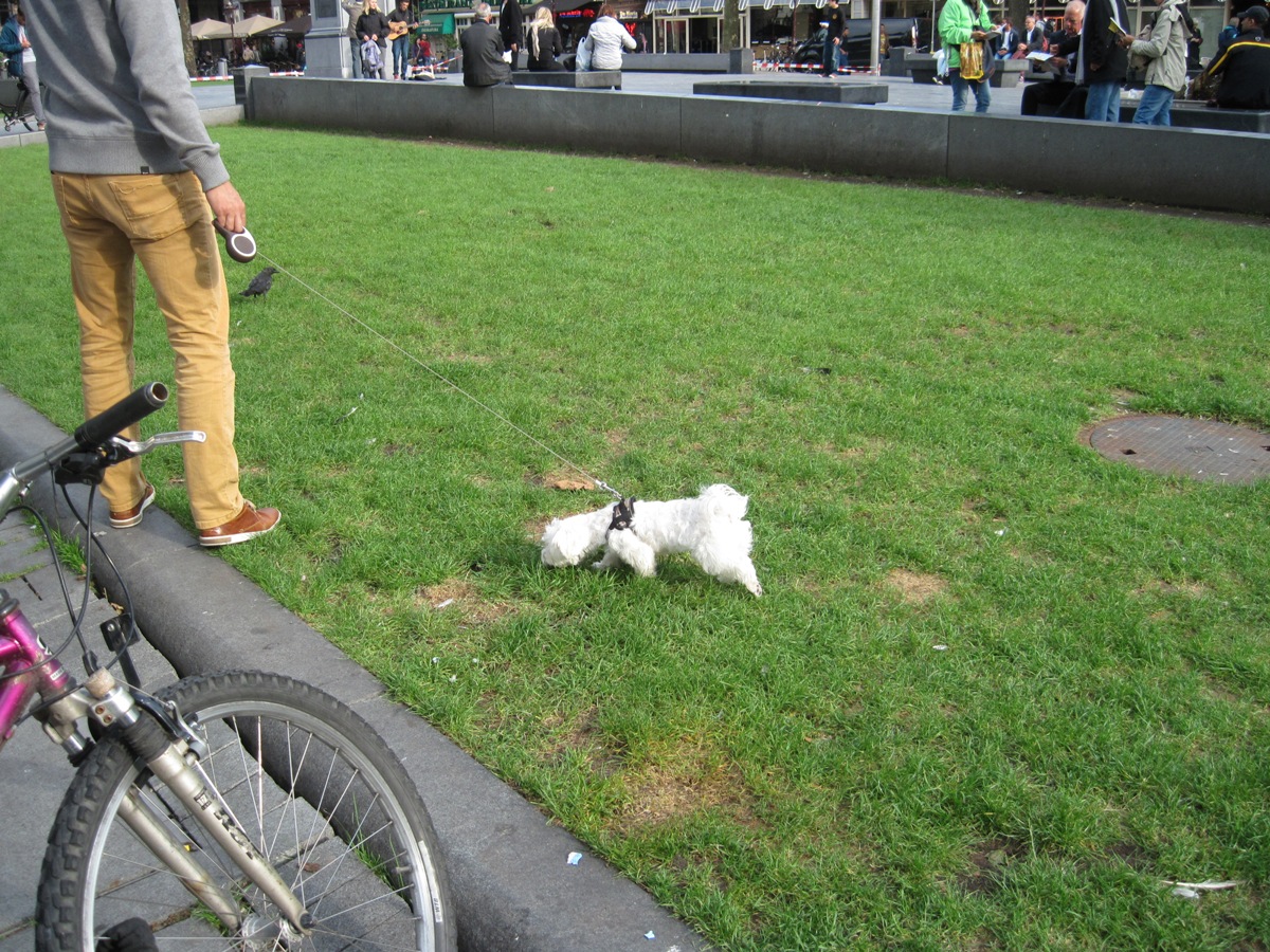 22-Amsterdam- Un cagnolino felice tra l'erba